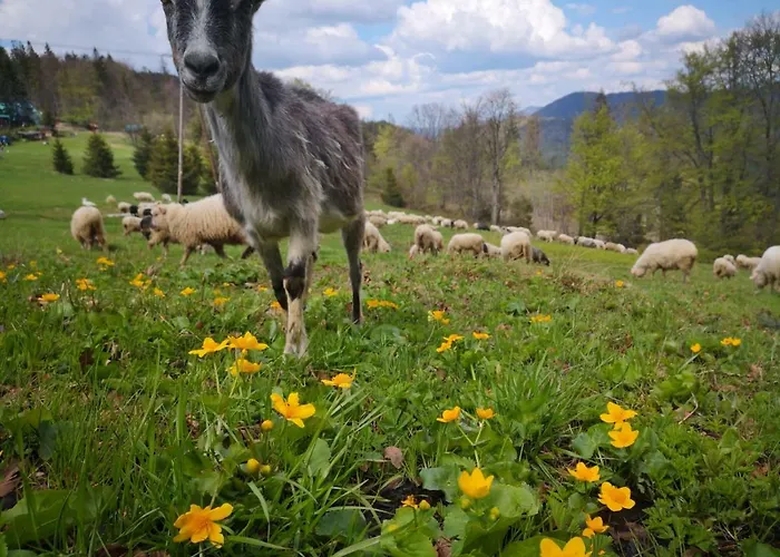 בית חווה Domek Pod Praszywka *